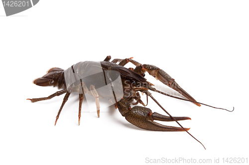 Image of Crawfish on white background