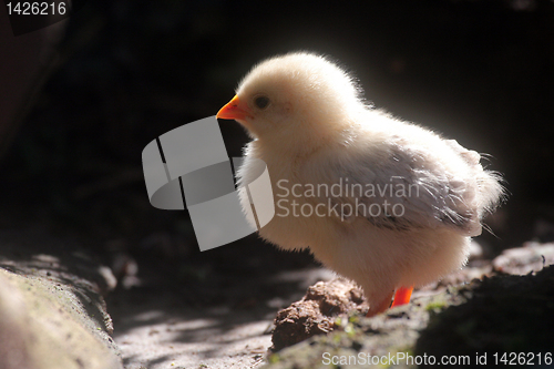 Image of Little newborn baby chicken