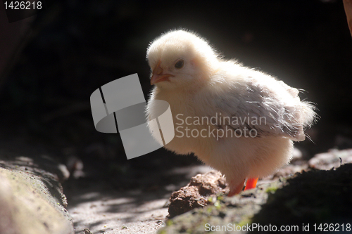 Image of Little newborn baby chicken