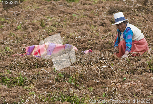 Image of Potato harvest