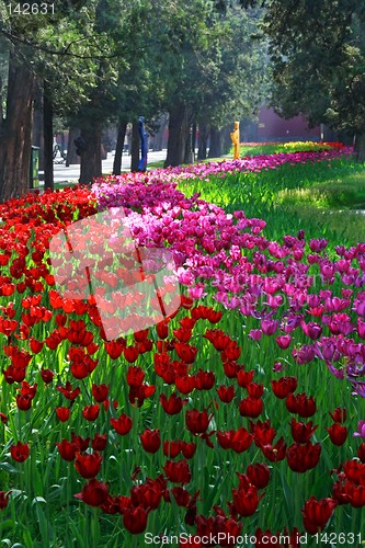 Image of Diversity of Tulips