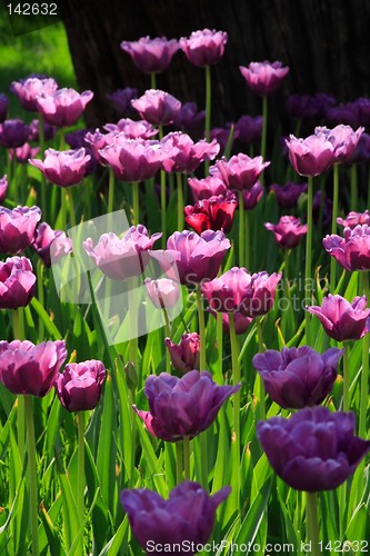 Image of Pink Diamond Tulips