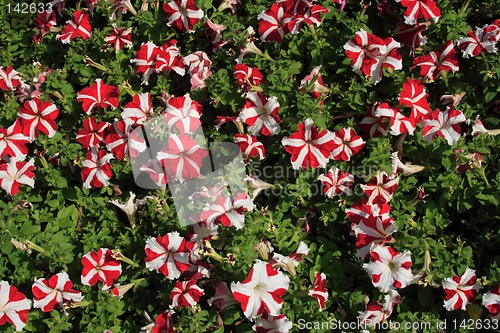 Image of Stripe Trumpet Flowers