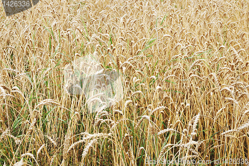 Image of field of ripe corn crops