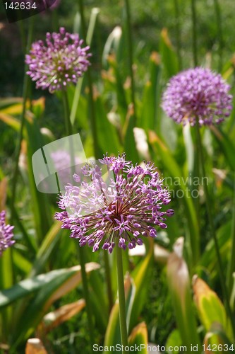 Image of Allium flowers