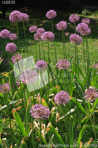 Image of Allium flowers