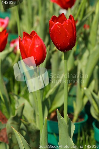 Image of Red Tulips