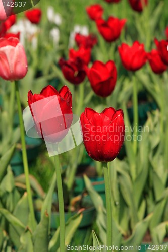 Image of Red Tulips