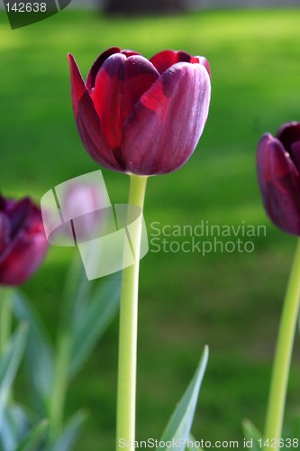 Image of Purple Tulips