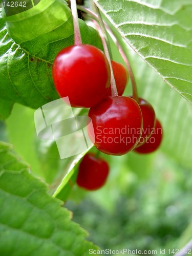 Image of cherries