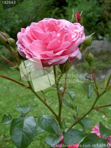 Image of pink rose