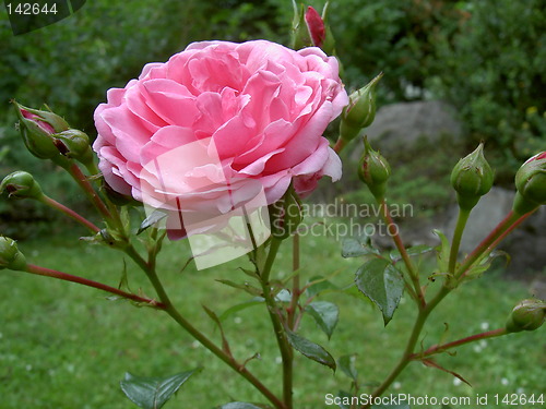 Image of pink rose