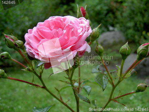 Image of pink rose