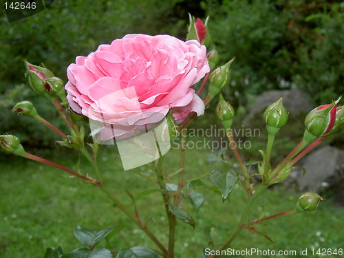 Image of pink rose