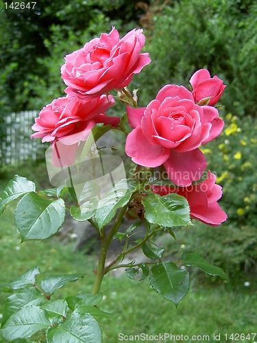 Image of pink roses