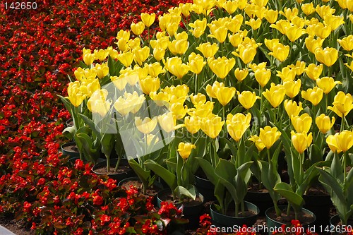 Image of Yellow Tulips and Red Flowers
