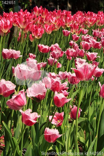 Image of Purple Tulips