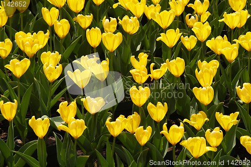 Image of Yellow Tulips