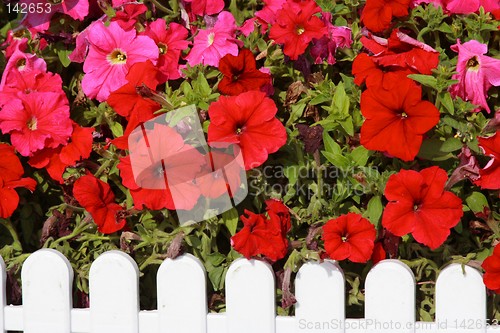 Image of Red Trumpet Flowers