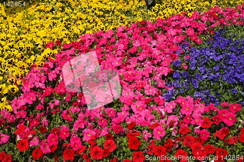 Image of Diversity of Trumpet Flowers