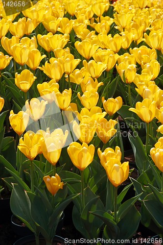 Image of Yellow tulips