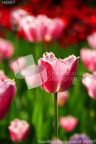 Image of Purple Tulips