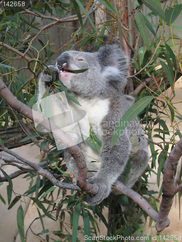 Image of Koala