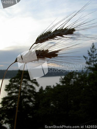 Image of two straws and view of the fjord