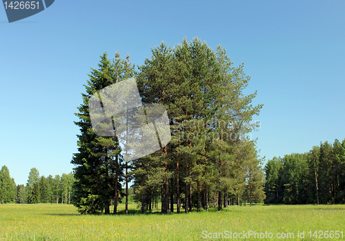 Image of Pine Trees