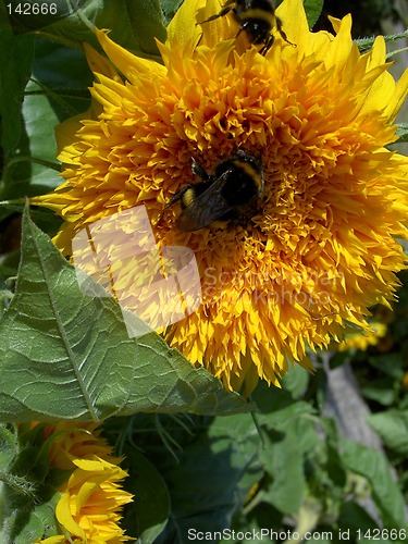 Image of bumblebee on a sunflower