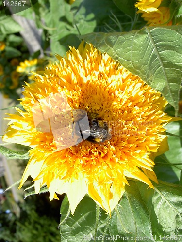 Image of bumblebee on a sunflower