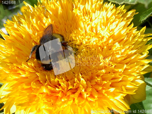 Image of bumblebee on a sunflower