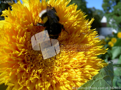 Image of bumblebee on a sunflower