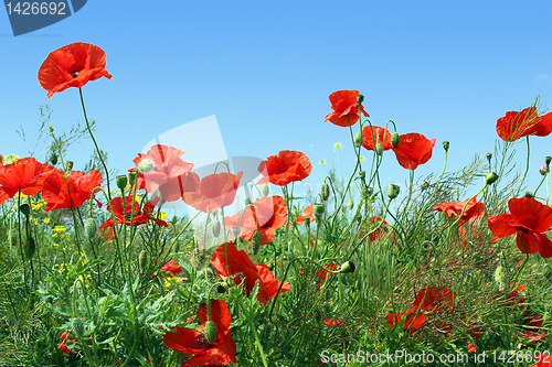 Image of poppies