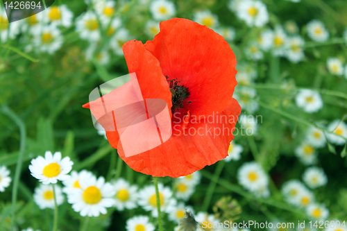 Image of poppy