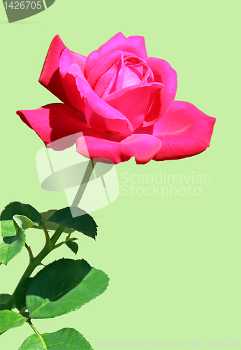 Image of rose