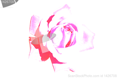 Image of silhouette of rose