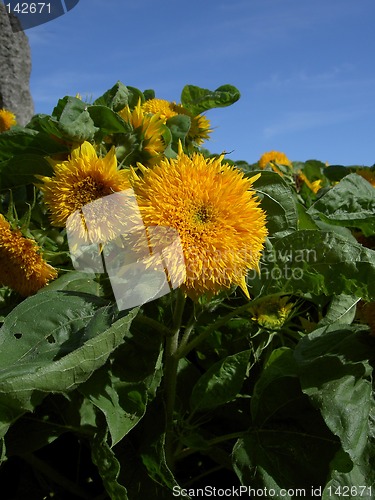 Image of sunflowers