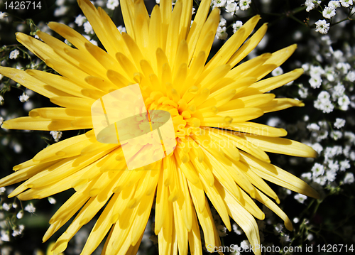 Image of dahlia