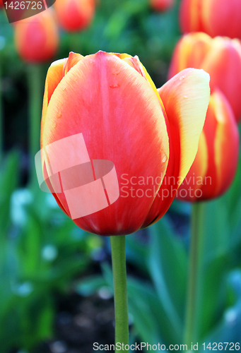 Image of tulips