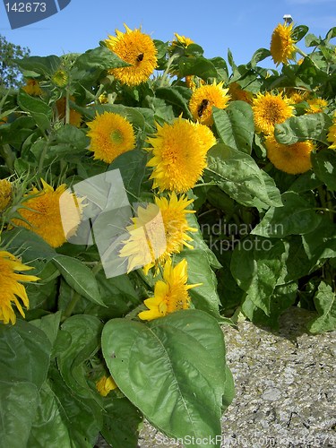 Image of sunflowers in july