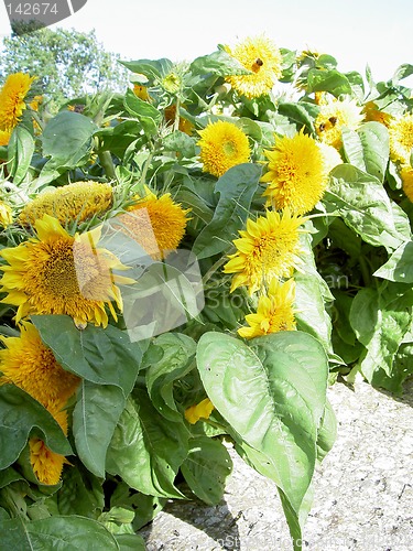 Image of sunflowers