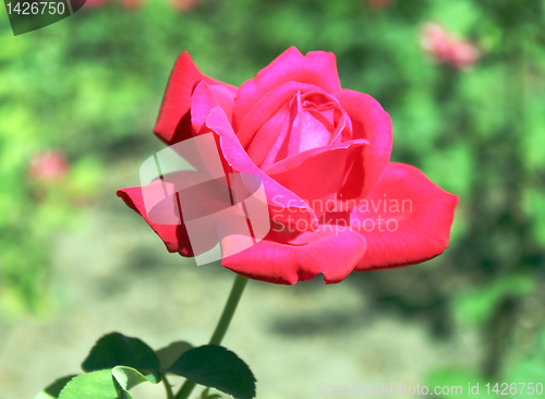 Image of rose