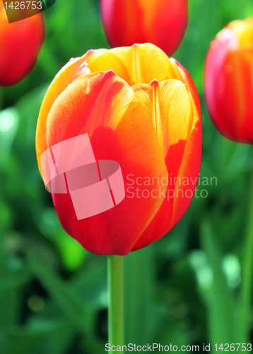 Image of close up of tulip