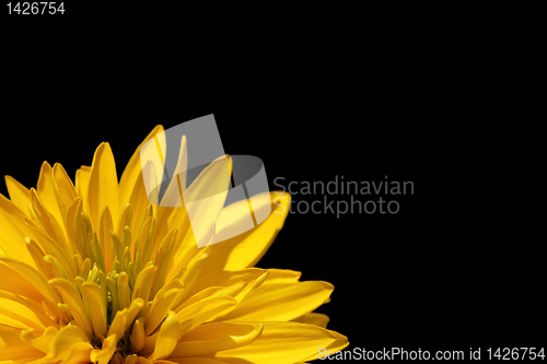 Image of yellow flower