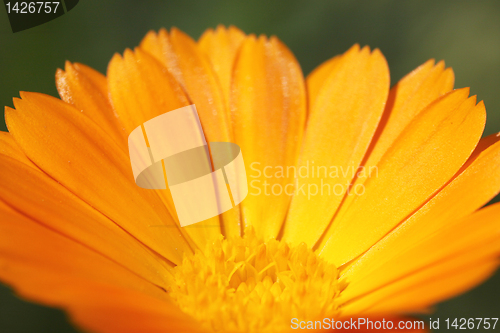 Image of marigold