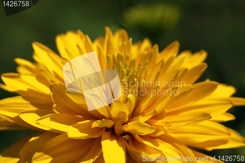 Image of yellow flower