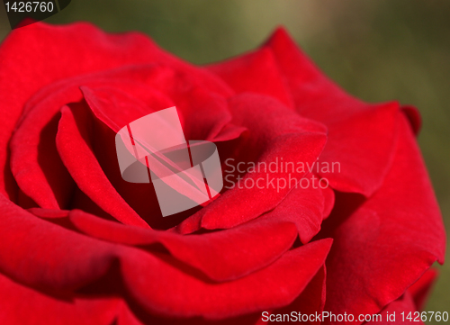 Image of red rose