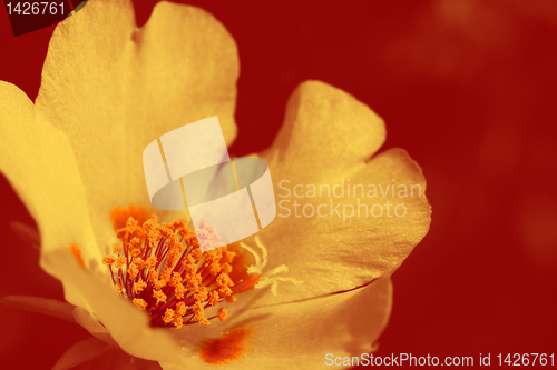 Image of flower