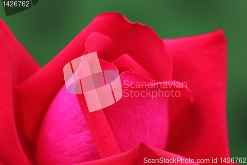 Image of red rose